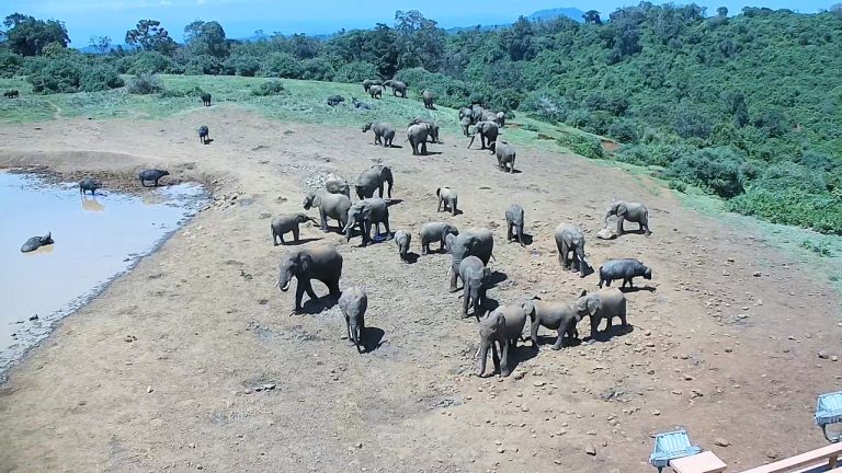 Webcams Afrika