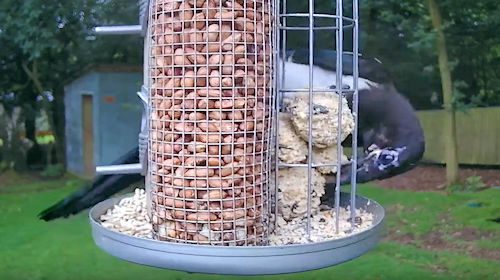 Webcam Wild Life Kate