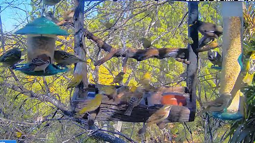 Webcam Allen Birdcam