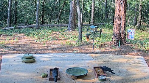 Webcam Crittervision