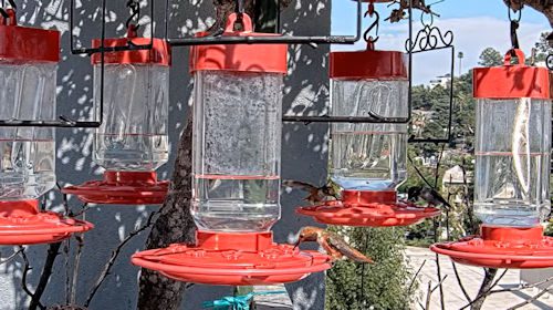 Webcam Hummingbirds