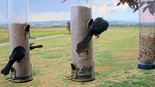 Webcam Feeder Rocky Mountain