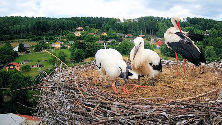 Webcams Nest