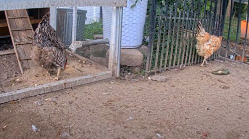 Webcam Chickencam