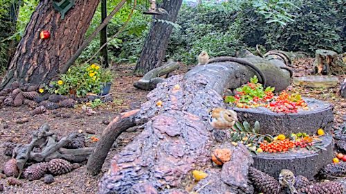 Webcam Hans Natuur Kanaal de Mortel