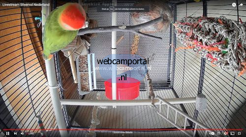 Webcam Kerkdriel Agepornis