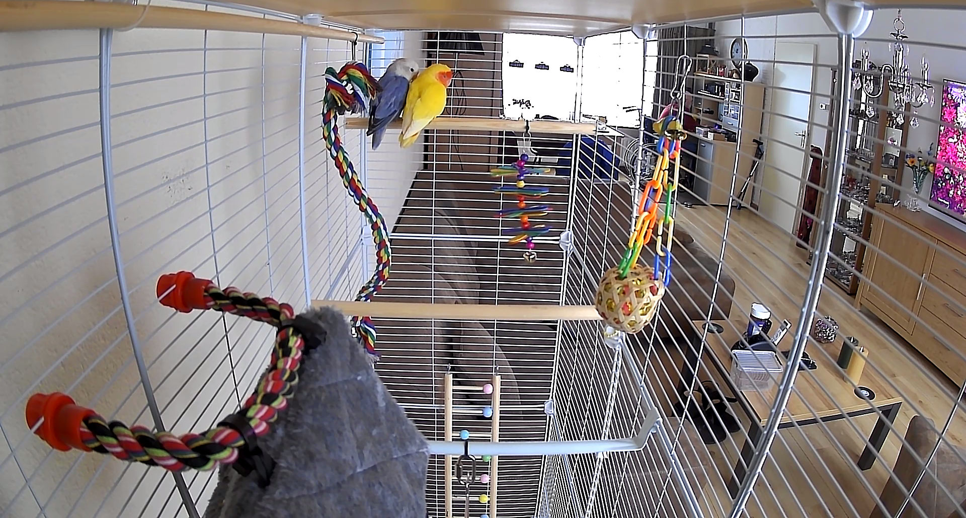 Webcam Lovebirds Appie en Katrien